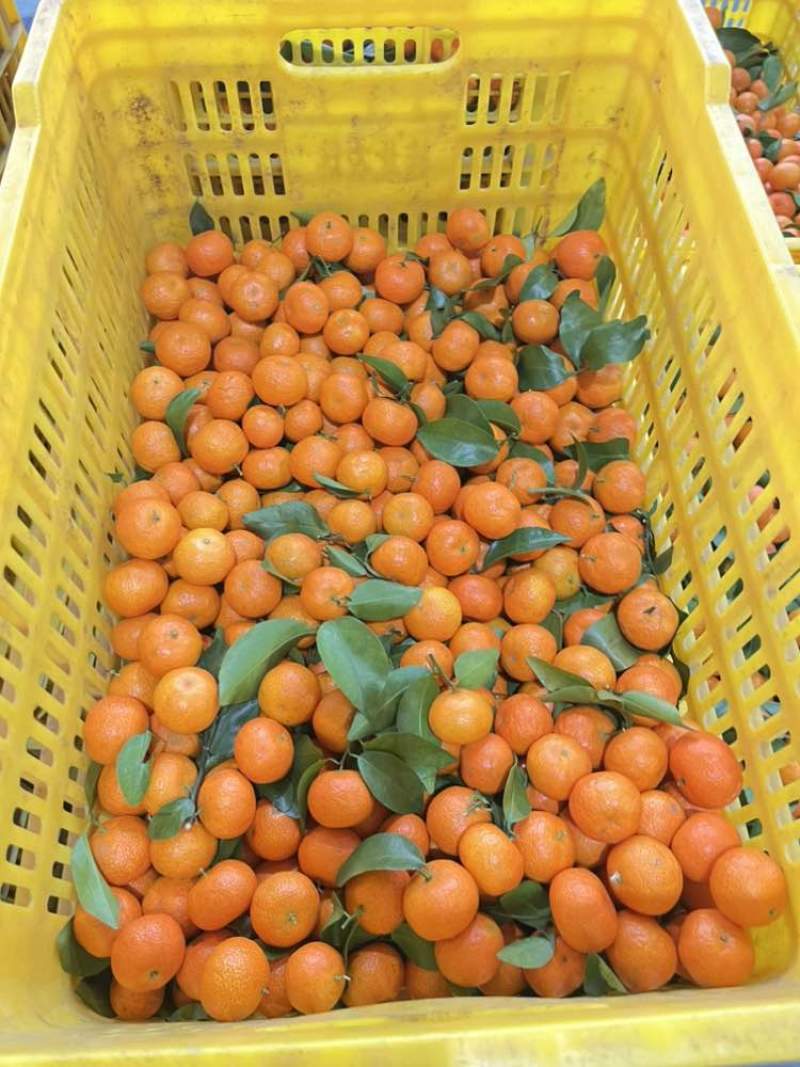 电商砂糖桔稳定供应中