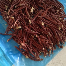 鹿角灵芝，干品药食同源散装