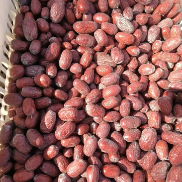 和田大枣