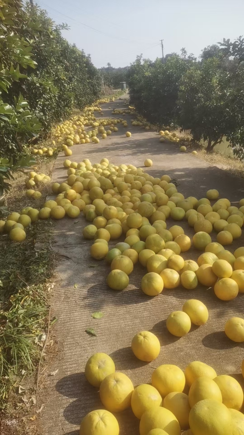 湖南常德澧县复兴苹果柚