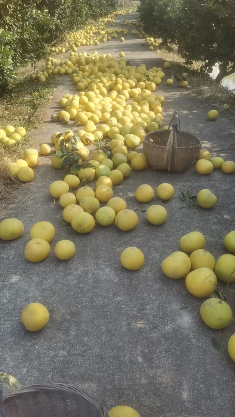 湖南常德澧县复兴苹果柚