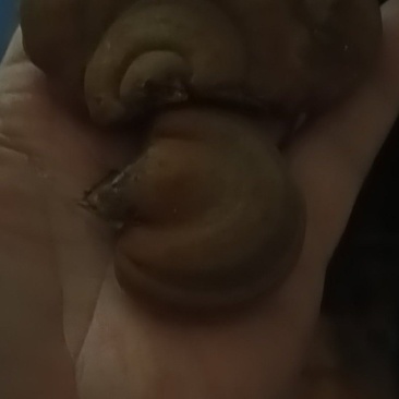 野生桑灵芝