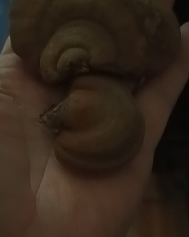 野生桑灵芝