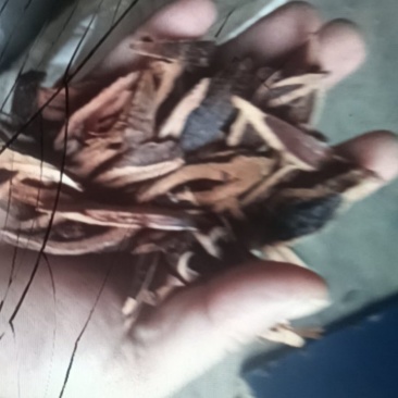 烘干的槟榔芯和槟榔皮