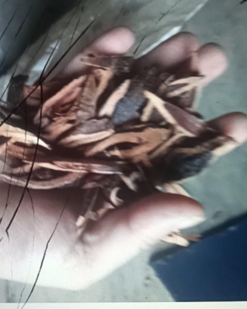 烘干的槟榔芯和槟榔皮
