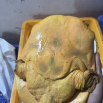 黄甲鱼