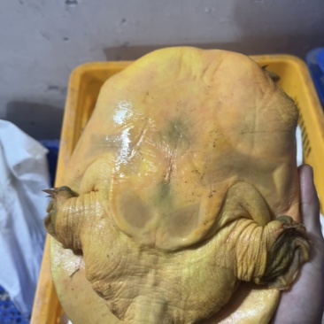 黄甲鱼