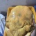 黄甲鱼