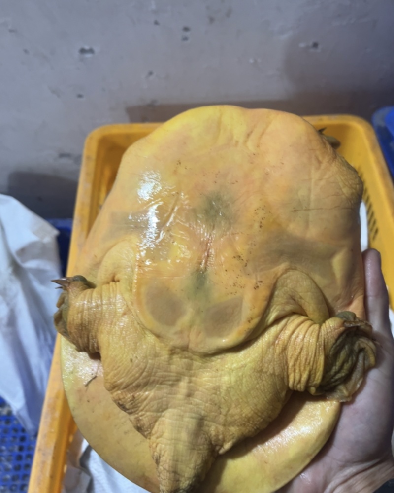 黄甲鱼