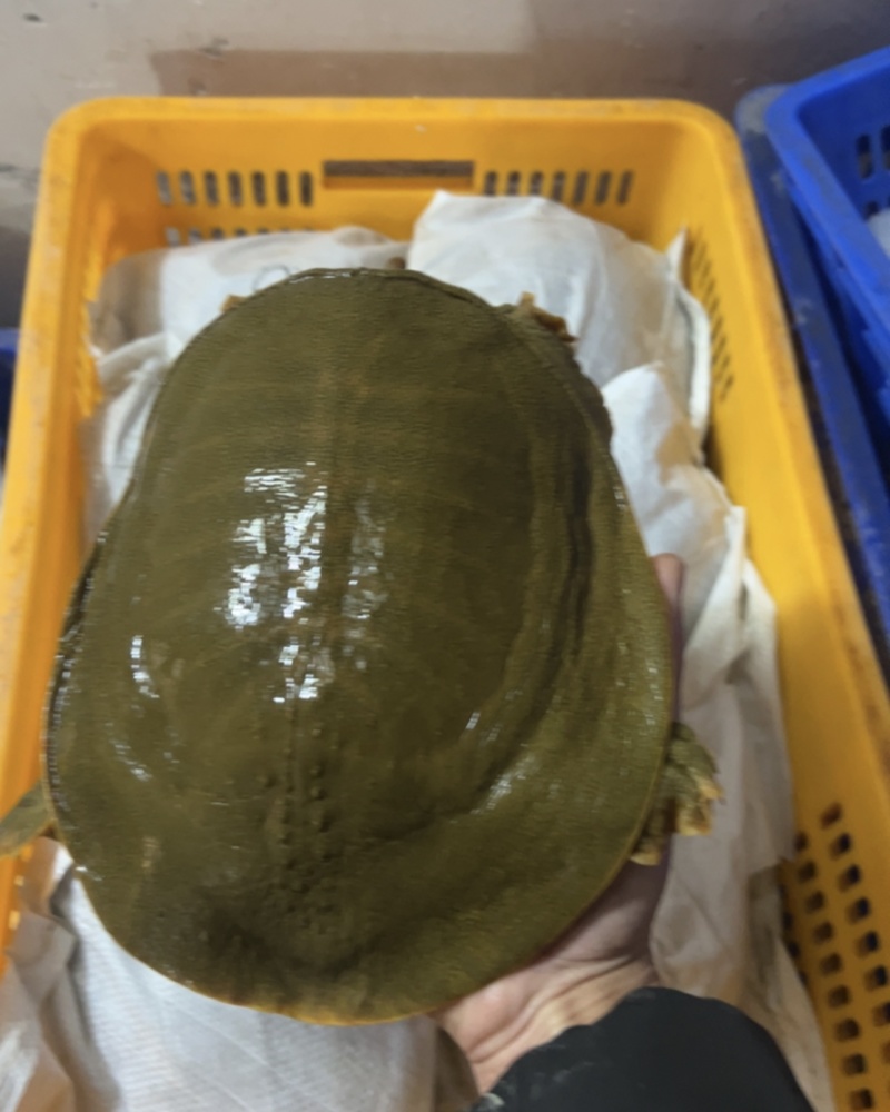 黄甲鱼