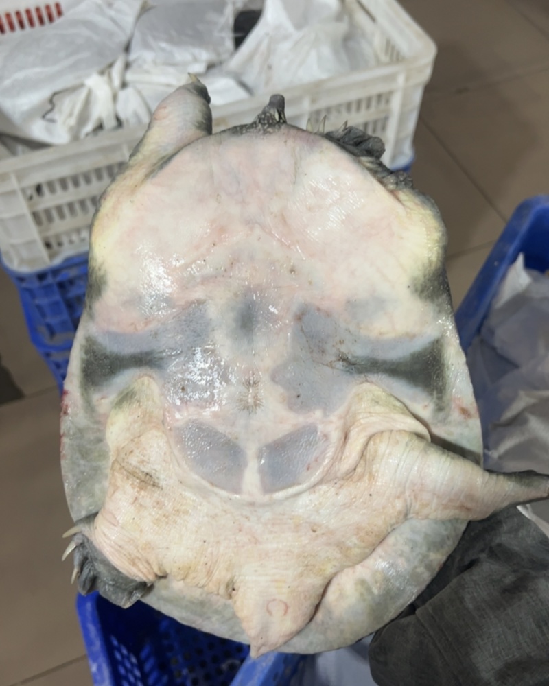 生态老甲鱼
