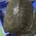 生态老甲鱼