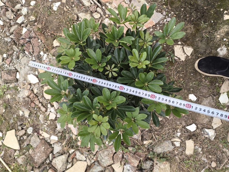 小鸭脚木280盆大量有货