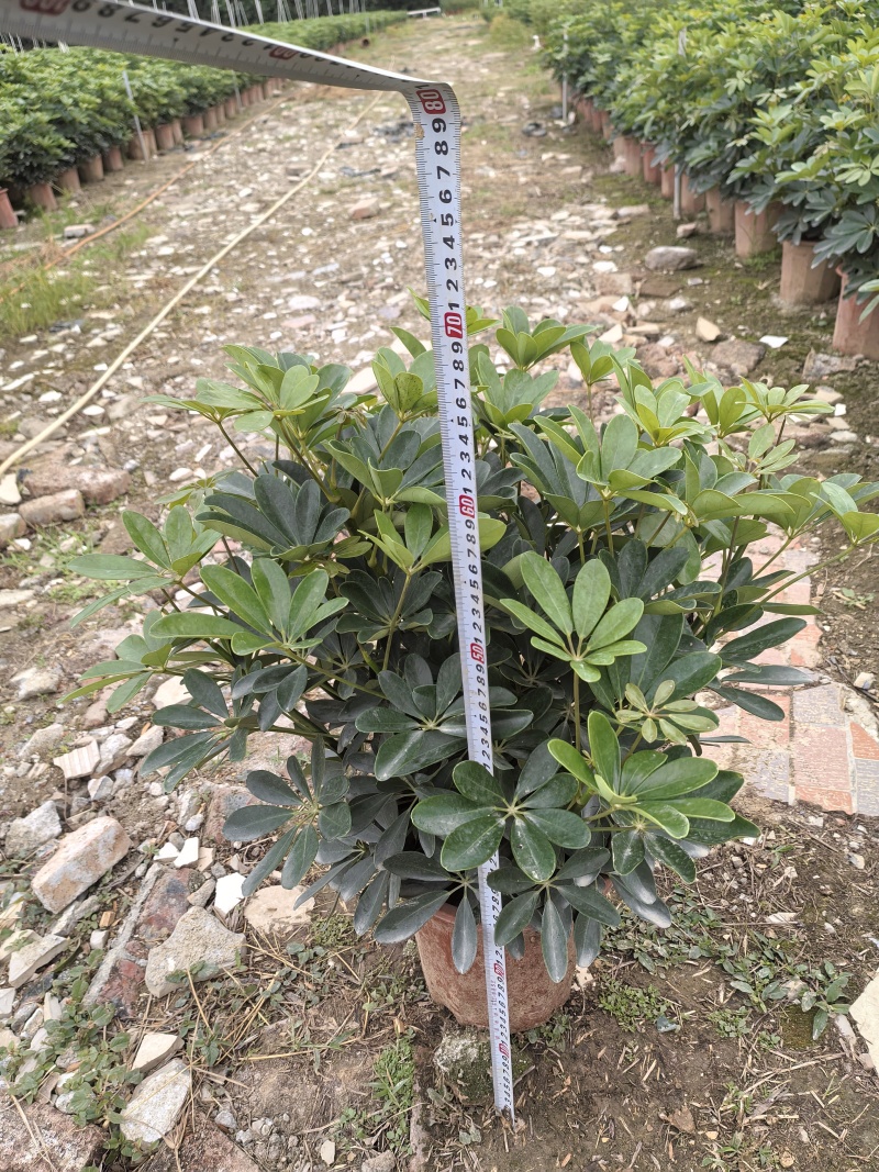 小鸭脚木280盆大量有货