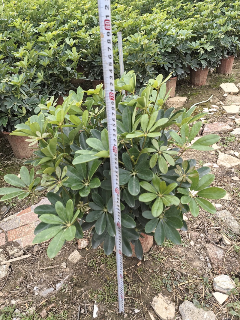 小鸭脚木280盆大量有货