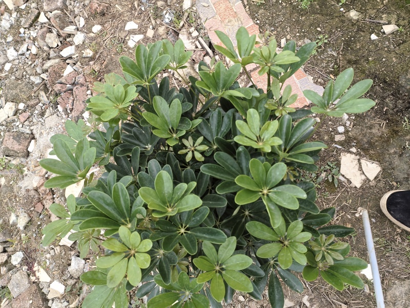小鸭脚木280盆大量有货