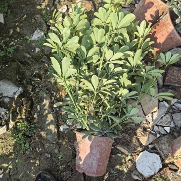 小鸭脚木280盆大量有货