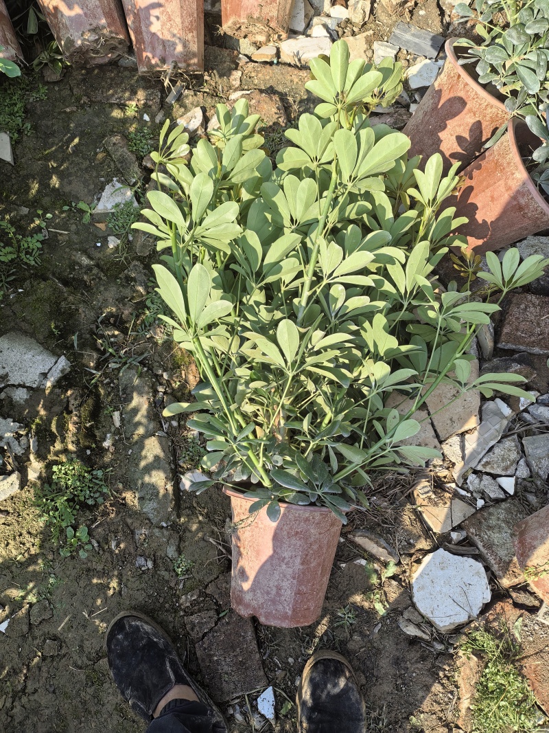 小鸭脚木280盆大量有货