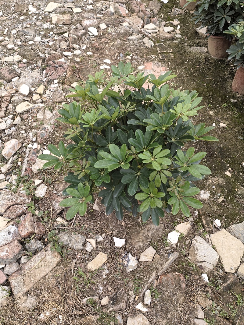 小鸭脚木280盆大量有货