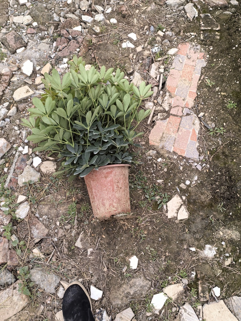 小鸭脚木280盆大量有货