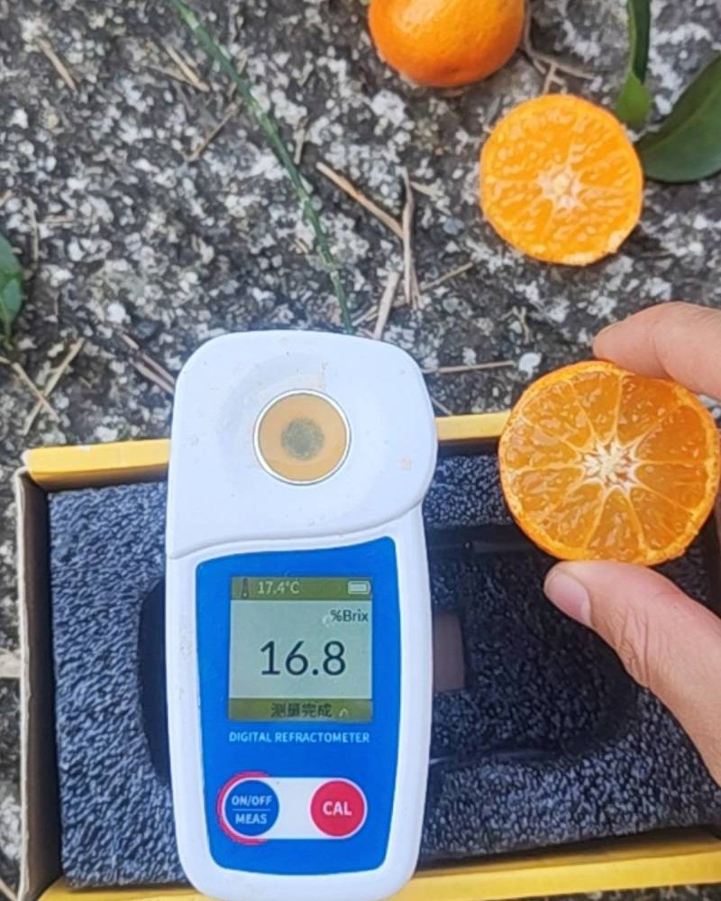 【正宗福安高山沙糖桔】无籽皮薄表皮颜色上乘产地代收质量
