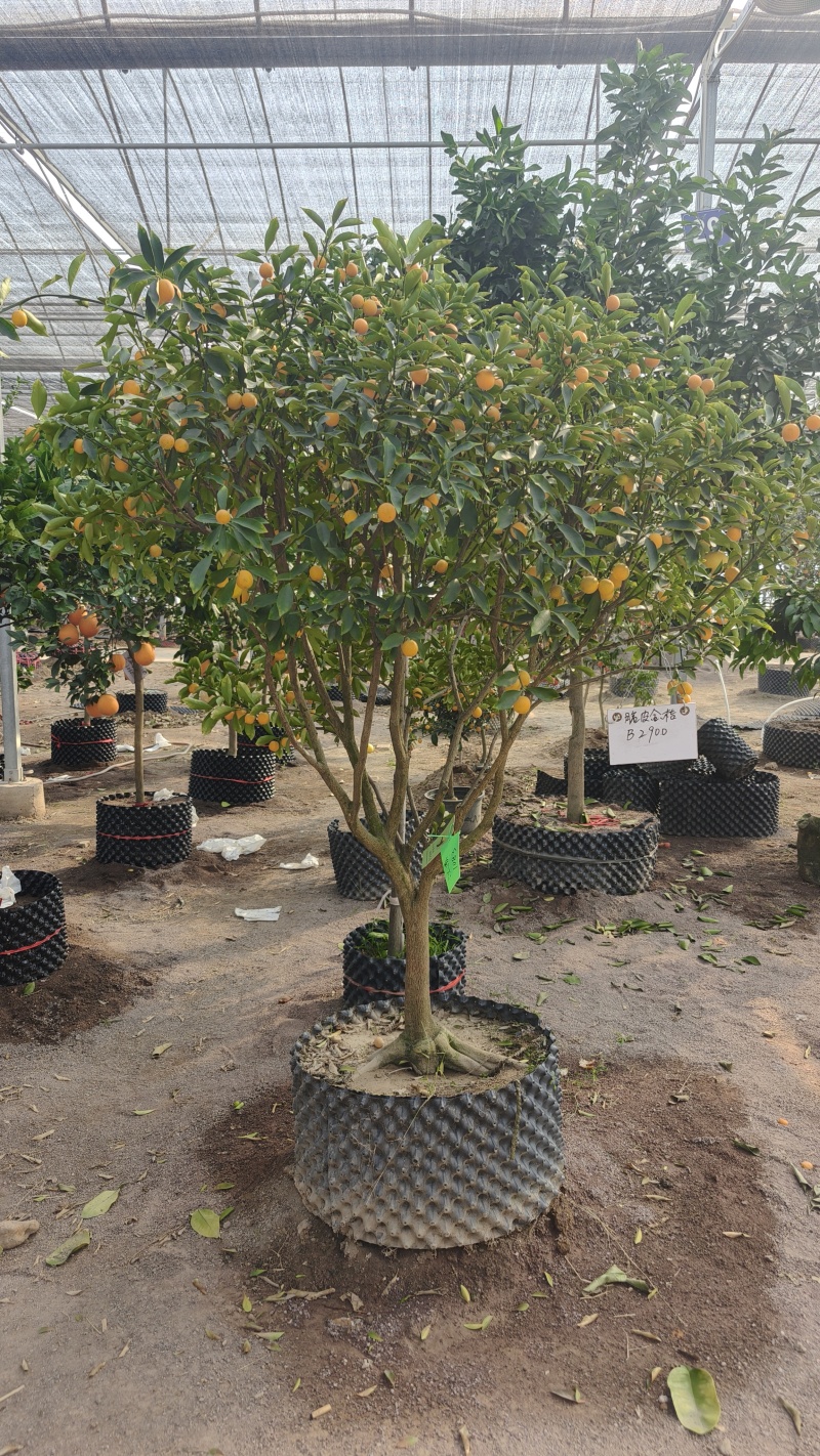 出售庭院果树桔橙柚各种品种大小规格树形一物一拍包邮到家