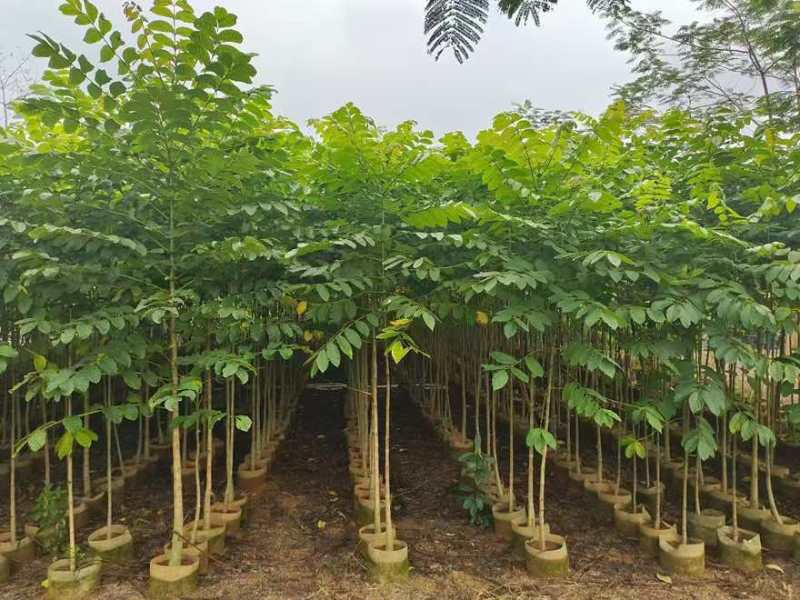 本地火焰木原生苗1-3分，大量低价出售
