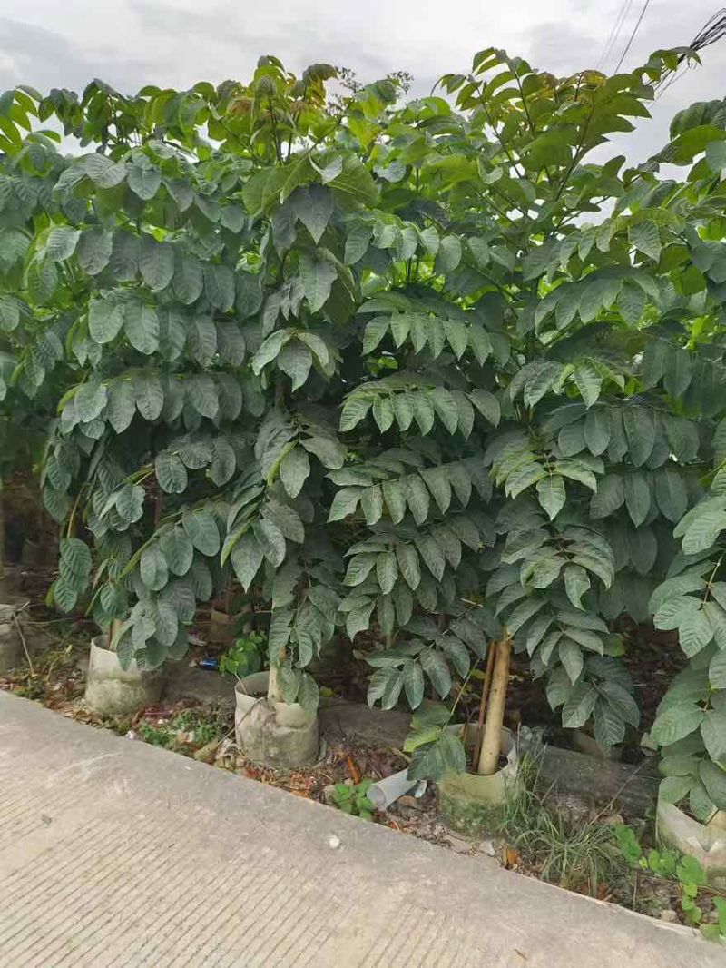 本地火焰木原生苗1-3分，大量低价出售