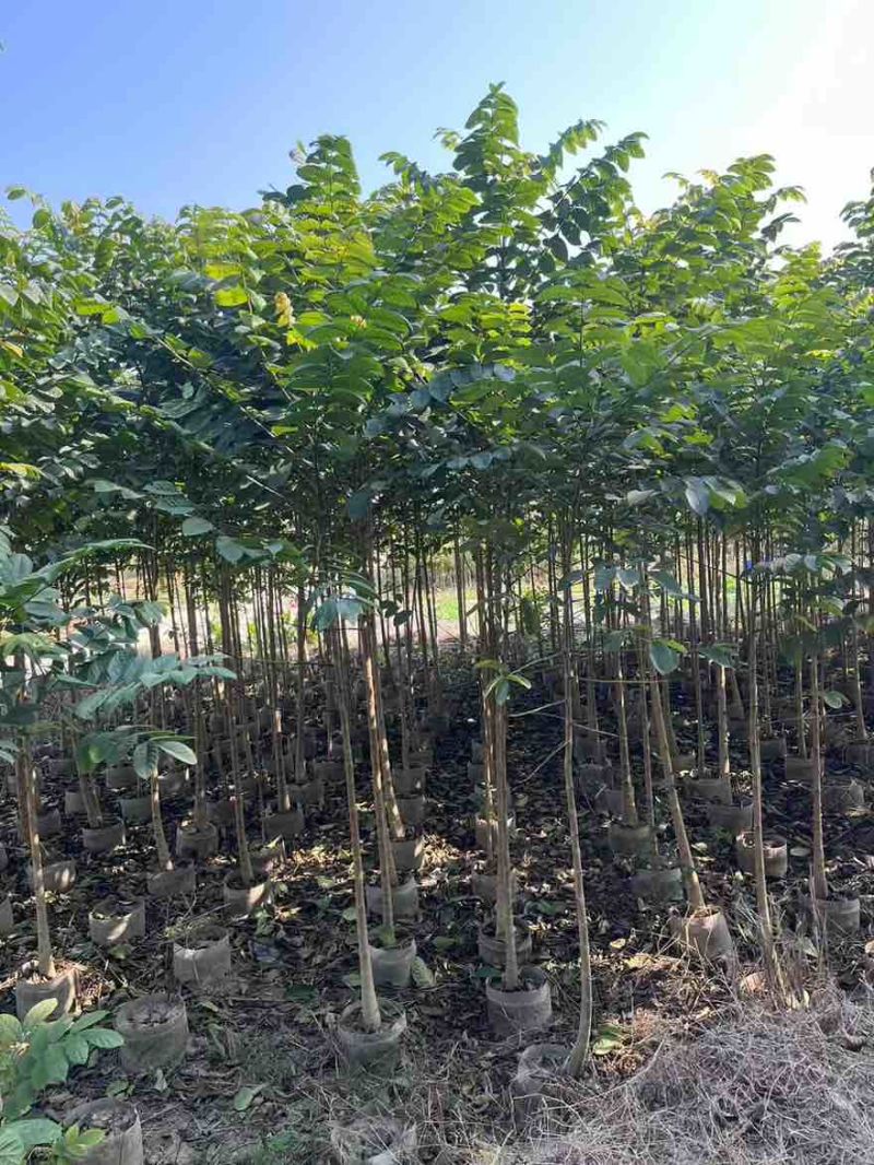 本地火焰木原生苗1-3分，大量低价出售