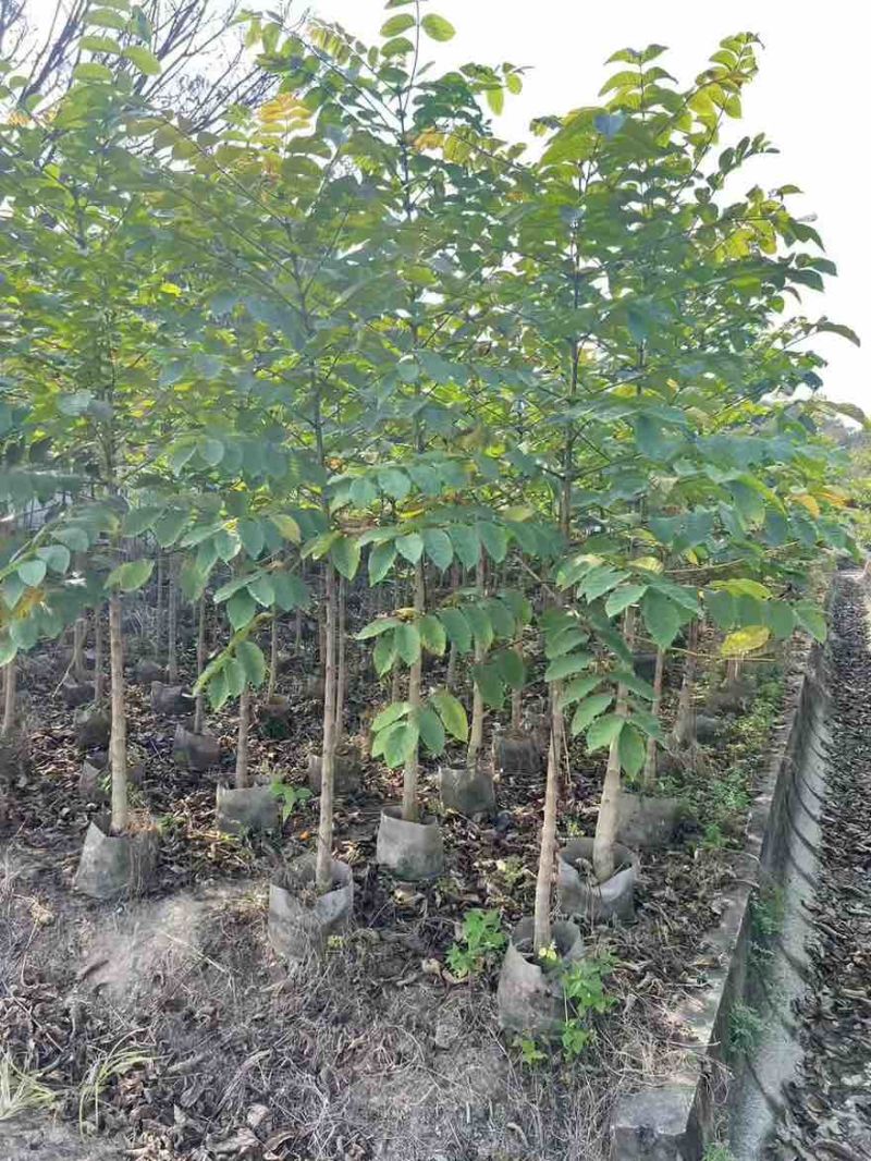 本地火焰木原生苗1-3分，大量低价出售