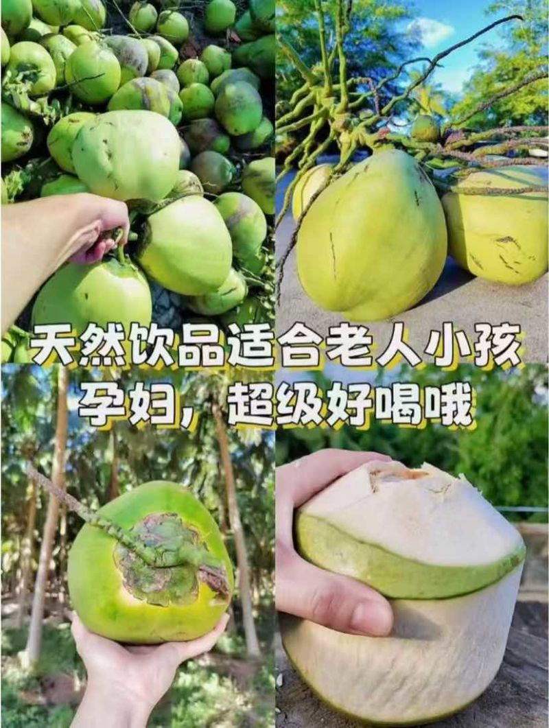 海南文昌椰青原产地直发，支持批发，一件代发