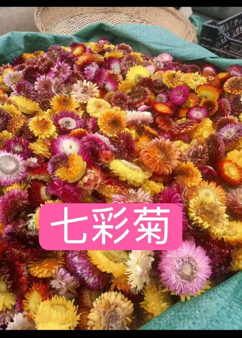 七彩菊花茶藏菊花颜色好养生花茶中药材批发