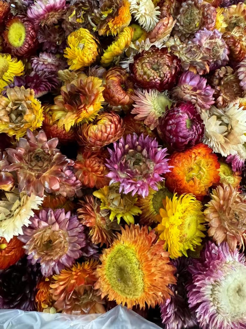 七彩菊花茶藏菊花颜色好养生花茶中药材批发