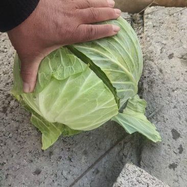 甘蓝精品电商货