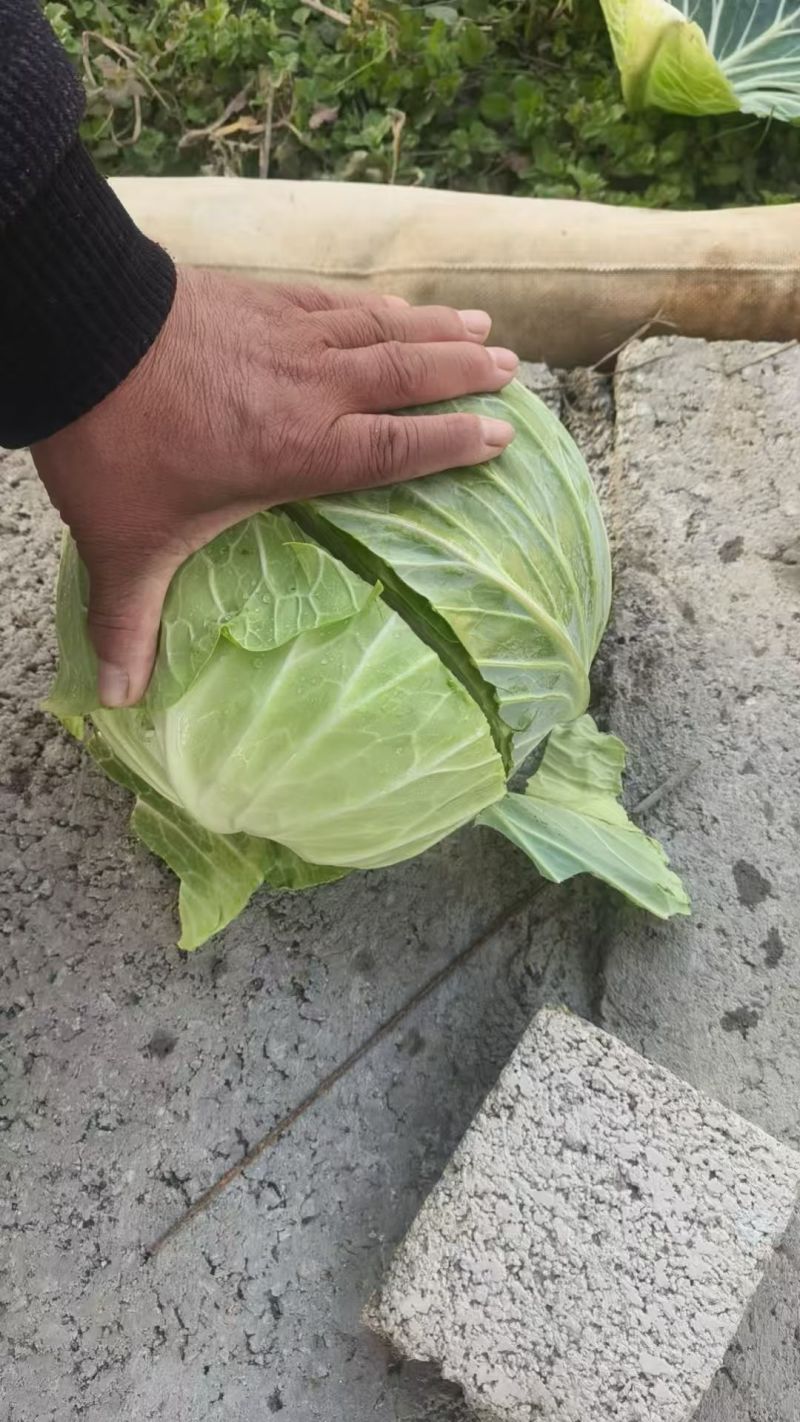 甘蓝精品电商货