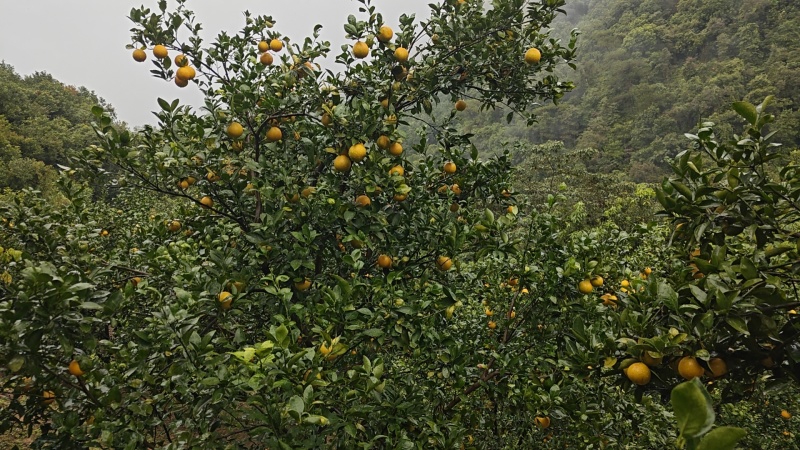 德庆皇帝柑