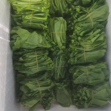 台湾山苏
