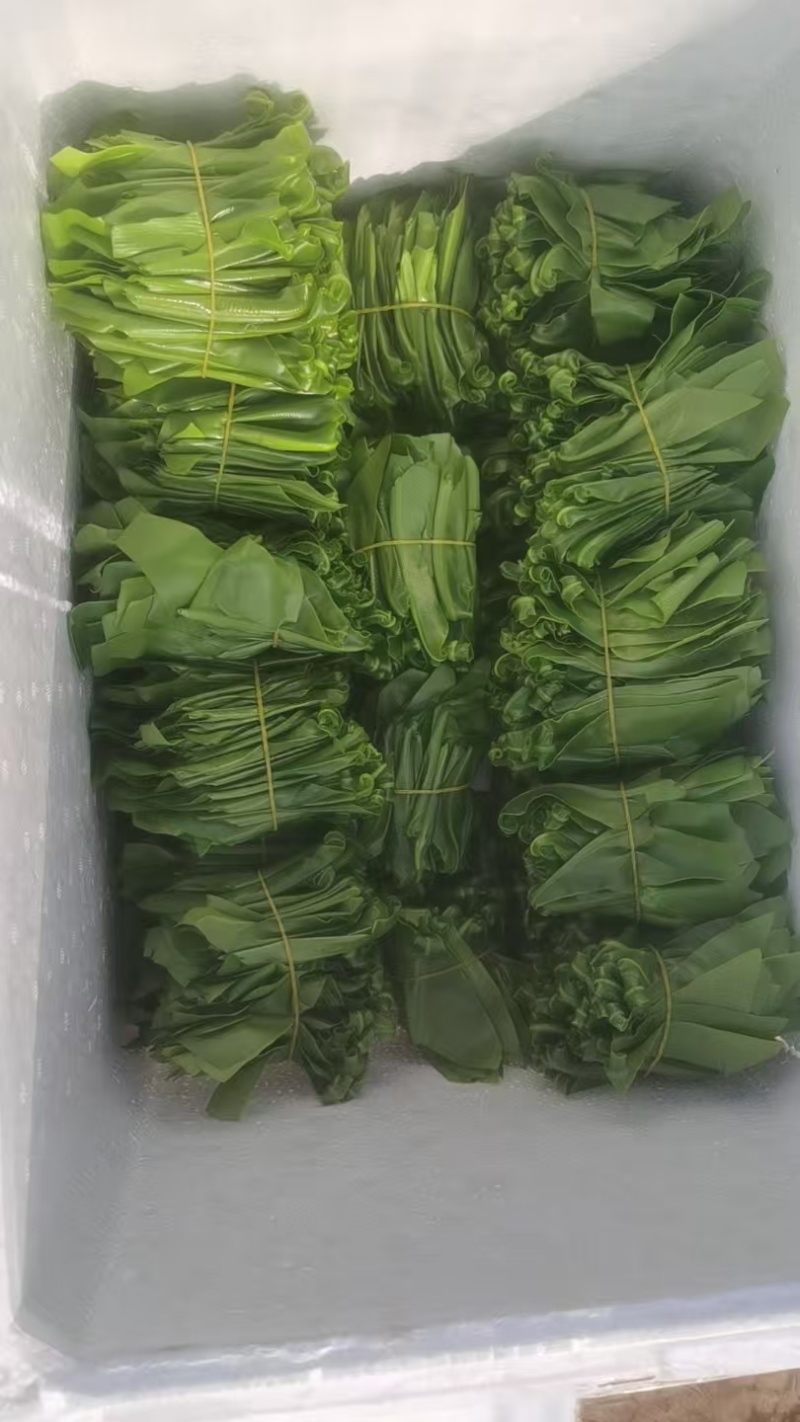 台湾山苏