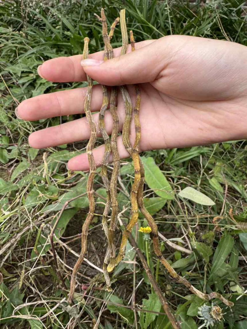 铁皮石槲