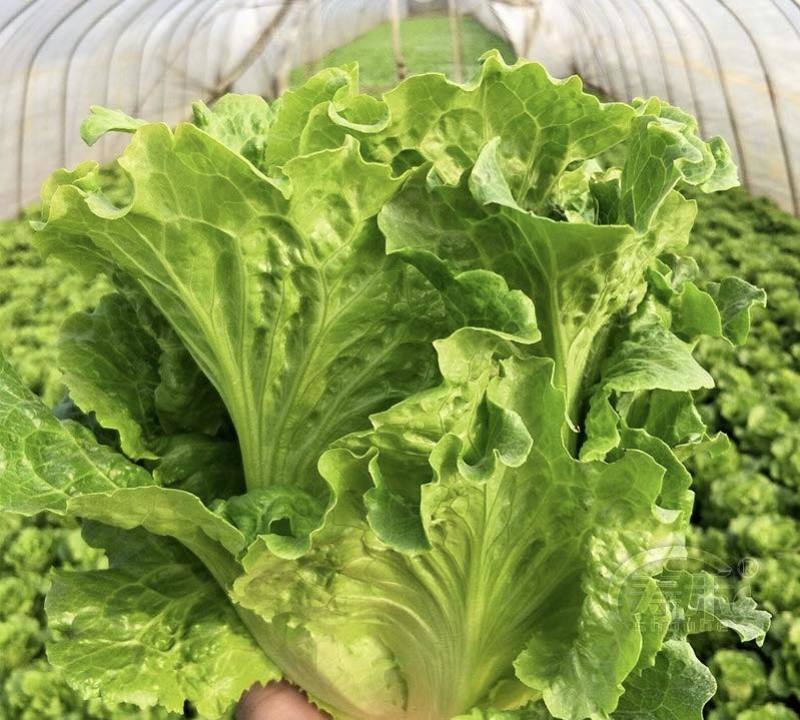 意大利生菜产地直发自家基地价格优惠品质保证各等级均有