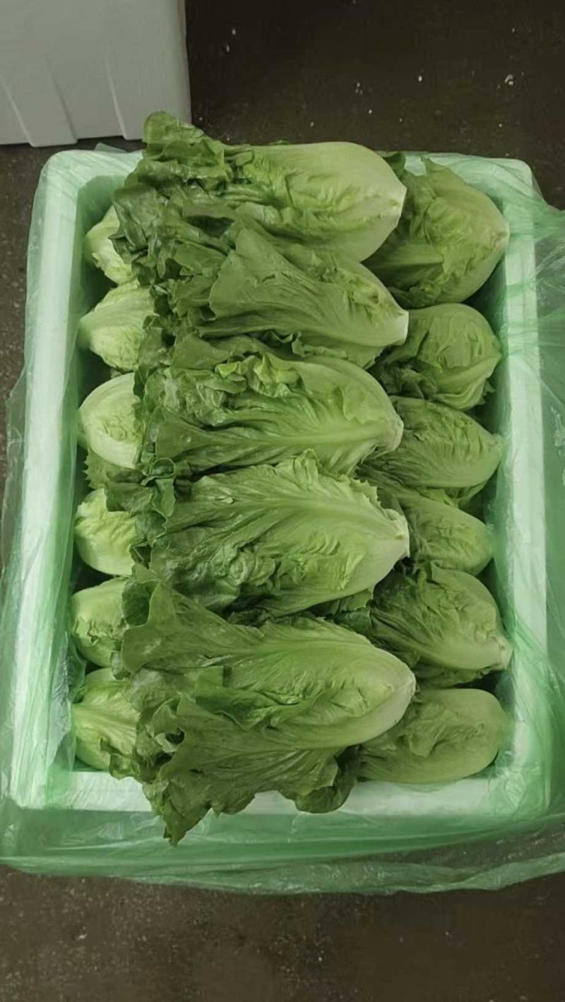意大利生菜产地直发自家基地价格优惠品质保证各等级均有