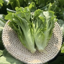 意大利生菜产地直发自家基地价格优惠品质保证各等级均有