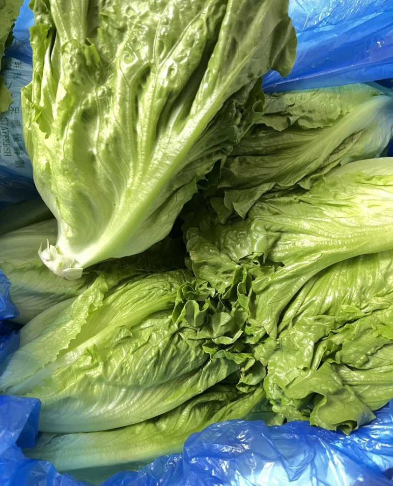意大利生菜产地直发自家基地价格优惠品质保证各等级均有