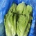 意大利生菜产地直发自家基地价格优惠品质保证各等级均有