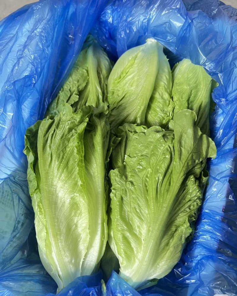 意大利生菜产地直发自家基地价格优惠品质保证各等级均有