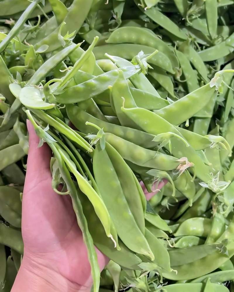 广西荷兰豆源头基地直供，量大价优，长期合作，全国可发货