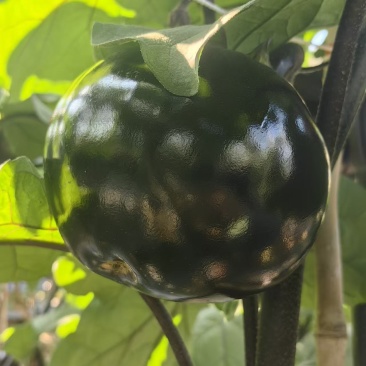 茄子