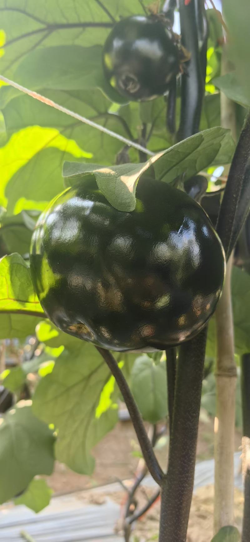 茄子