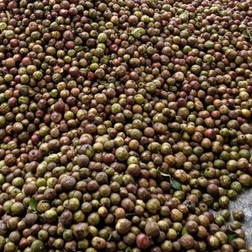 山茶油