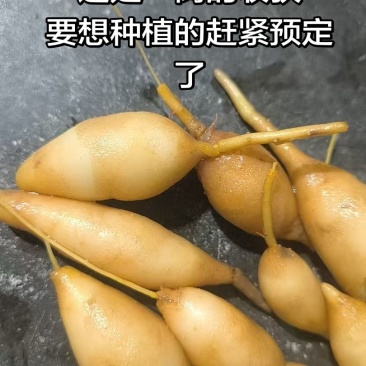 四川姜黄鲜货
